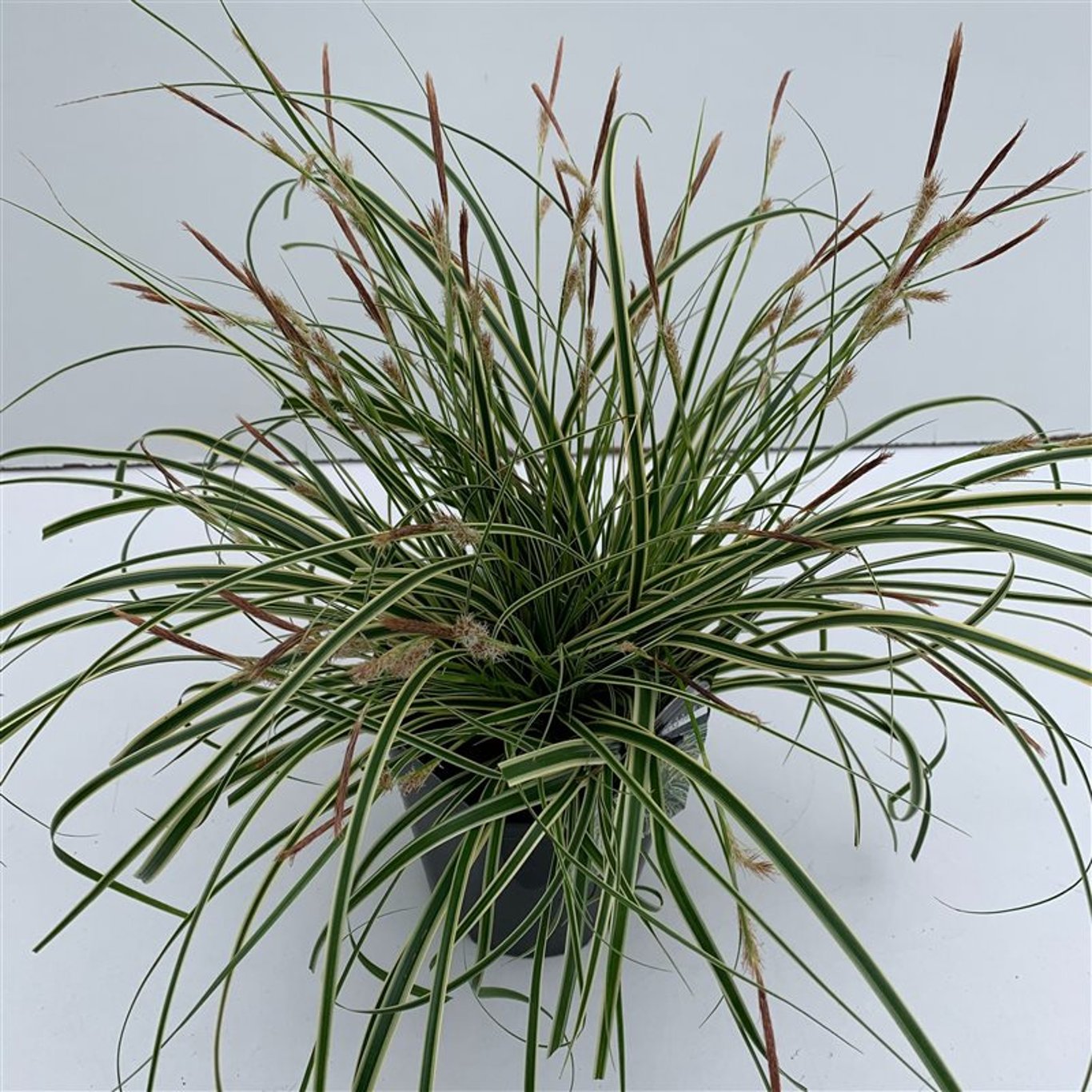 Carex oshim. 'Evercream' - C2